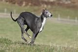 WHIPPET 338
